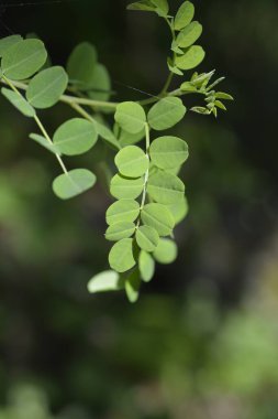 Mesane yaprakları - Latince isim - Kolutea ağaçevi