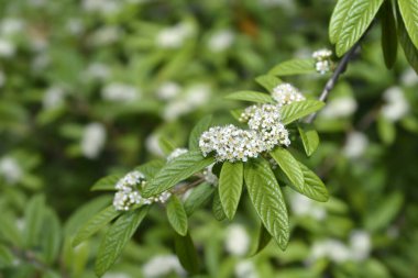 Beyaz çiçekli söğüt ağacı dalı - Latince adı - Cotoneaster salicifolius