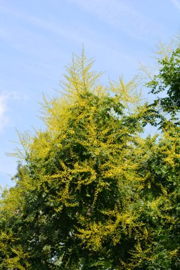 Golden rain tree branches with yellow flowers against blue sky - Latin name - Koelreuteria paniculata