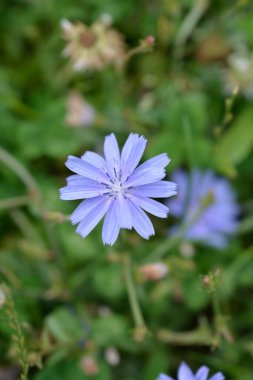 Vahşi hindiba çiçeği - Latince adı - Cichorium intybus