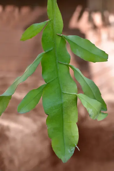 stock image Dutchmans-pipe cactus leaf - Latin name - Epiphyllum oxypetalum