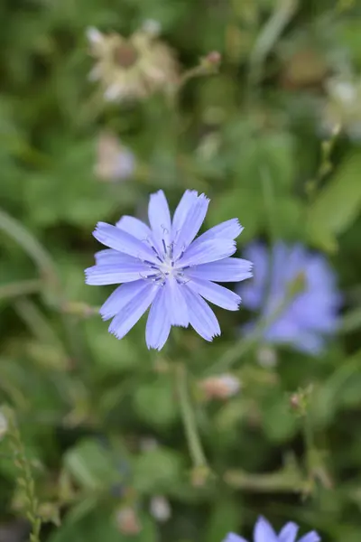 stock image Wild chicory flower - Latin name - Cichorium intybus