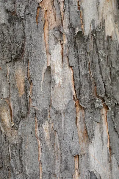 stock image Silver maple bark detail - Latin name - Acer saccharinum