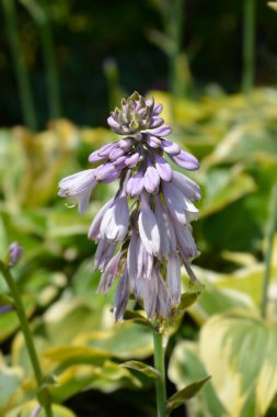 Hosta soluk mor çiçekler - Latince adı - Hosta Austin Dickinson