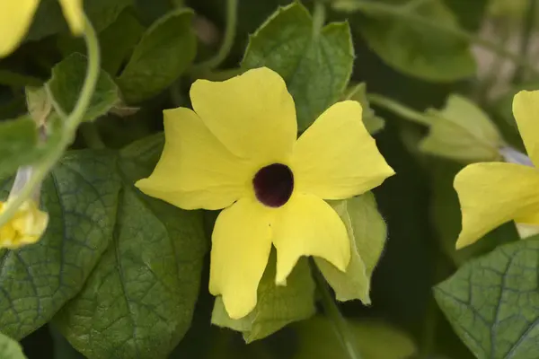 stock image Black-eyed Susan vine flowers - Latin name - Thunbergia alata