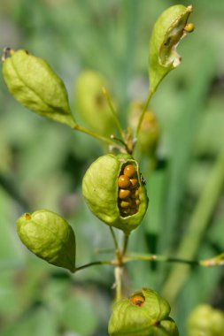 Şeker zambağı tohumu kapsülü - Latince adı - Iris Norrisii