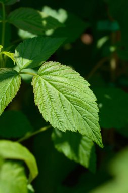 Ahududu yaprakları - Latince adı - Rubus Idaeus Enrosadira