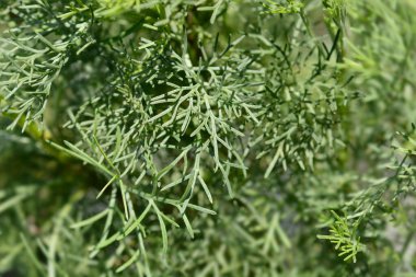 Güney pelinotu yaprakları - Latince adı - Artemisia abrotanum