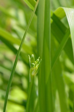 Çiçek tomurcukları - Latince adı - Hemerocallis Frans Hals