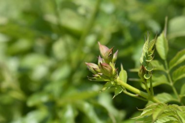 Trompet sürüngen çiçek tomurcukları - Latince adı - Campsis tagliabuana Hint Yazı
