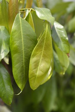 Yapraklı liçi dalı - Latince adı - Litchi chinensis