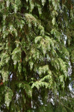 Latince adı Chamaecyparis lawsoniana olan sahte selvi dalları