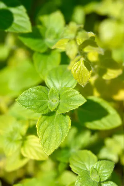 stock image Lesser calamint leaves - Latin name - Calamintha nepeta Marvelette White