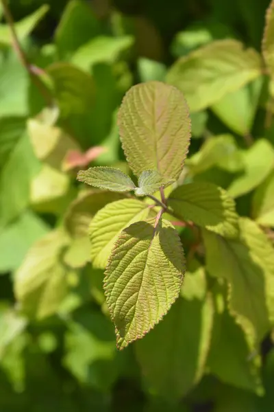 stock image Japanese snowball leaves - Latin name - Viburnum plicatum Mariesii