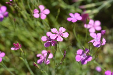 Kızlık pembesi çiçekler - Latince adı - Dianthus deltoides