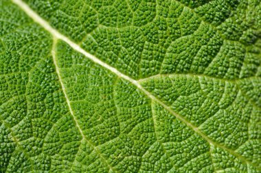 Clary adaçayı yaprağı detayı - Latince adı - Salvia sclarea Vatikan Pembesi