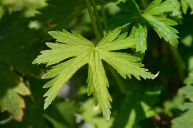 Kanlı vinç yaprakları - Latince adı - Sardunya Sanguineum Albümü