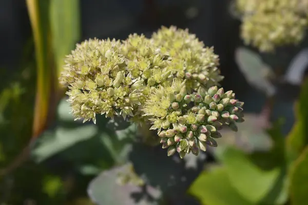 stock image Stonecrop pale yellow flowers - Latin name - Sedum telephium Seduction Yellow Delicat