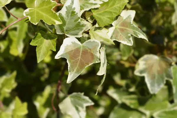 stock image English Ivy variegated leaves - Latin name - Hedera helix Eva