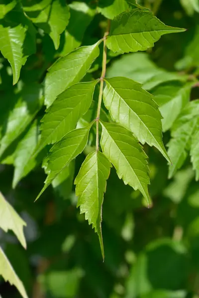 Stock image Trumpet creeper leaves - Latin name - Campsis tagliabuana Indian Summer