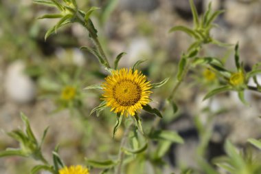 Dikenli yıldız otu sarı çiçek - Latince adı - Pallenis spinosa