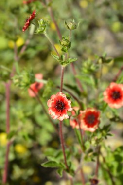 Nepal Cinquefoil çiçekleri - Latince adı - Potentilla nepalensis