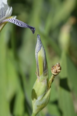 Minyatür Uzun Sakallı Iris beyaz ve mor çiçek tomurcuğu - Latince adı Iris Quagga