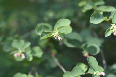 Küçük çiçekli yaygın kar çileği dalı - Latince adı - Symphoricarpos albus