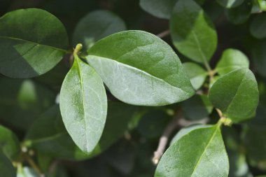 Oval yapraklı özel yapraklar - Latince adı - Ligustrum ovalifolium