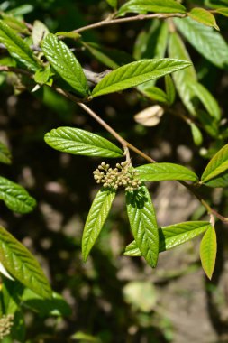 Çiçek tomurcuklu söğüt yapraklı kronometre dalı - Latince adı - Cotoneaster salicifolius