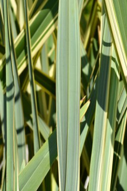 Değiştirilmiş Yeni Zelanda keten yaprağı detayı - Latince adı - Phormium tenax Variegatum