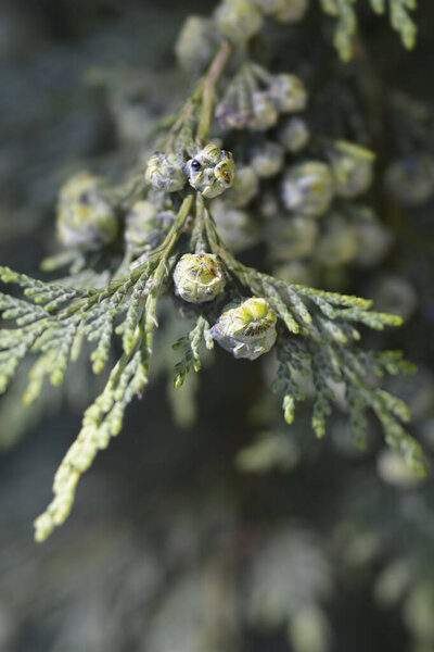 Lawsons Cypress Triomf van Boskoop branch with seed cones - Latin name - Chamaecyparis lawsoniana Triomf van Boskoop