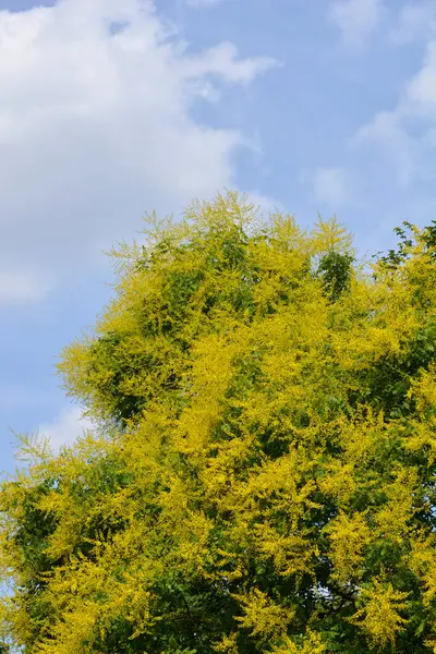 stock image Golden rain tree branches with yellow flowers - Latin name - Koelreuteria paniculata