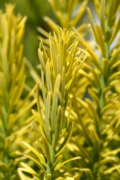 stock image  Japanese plum yew branch - Latin name - Cephalotaxus harringtonia Korean Gold