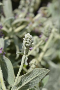 Kuzu kulaklı çiçek tomurcukları - Latince adı - Stachys byzantina Gümüş Halı