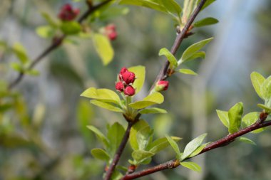 Çiçek tomurcuklu yengeç dalı - Latince adı - Malus Evereste
