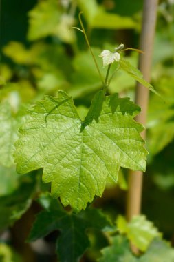 Yapraklı üzüm dalı - Latince adı Vitis vinifera Syrah