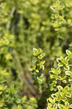 Lemon Thyme yaprakları - Latince adı - Thymus x citriodorus Aureo