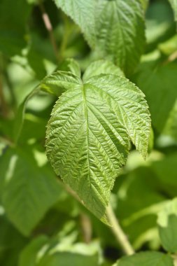 Ahududu yaprakları - Latince adı - Rubus Idaeus Enrosadira