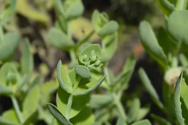 stock image Stonecrop green leaves and flower buds - Latin name - Hylotelephium spectabile Lisa