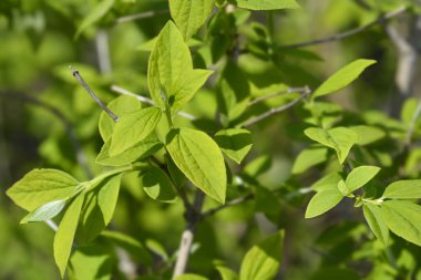 Yeşil yapraklı tatlandırıcı portakal dalı - Latince adı