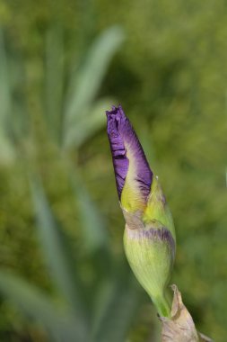 Uzun sakallı iris Brezilya çiçeği tomurcuğu - Latin adı - Iris barbata elatior Brazilec