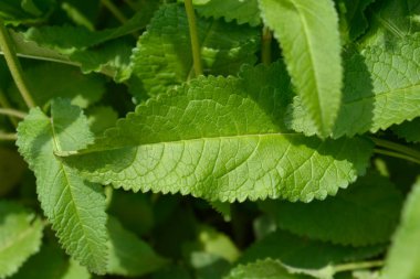 Yaygın yeşil yapraklar - Latince adı - Stachys officinalis