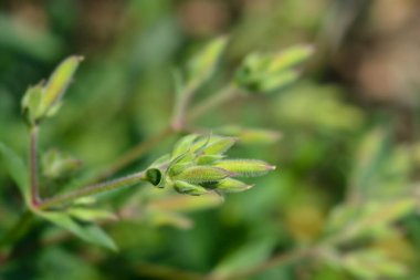 Soapwort Max Frei flower buds - Latin name - Saponaria x lempergii Max Frei clipart