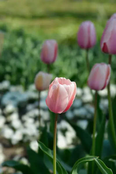 stock image Tulip Salmon Impresion flower - Latin name - Tulipa Salmon Impresion