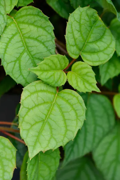 stock image False hydrangea Moonlight leaves - Latin name - Schizophragma hydrangeoides Moonlight