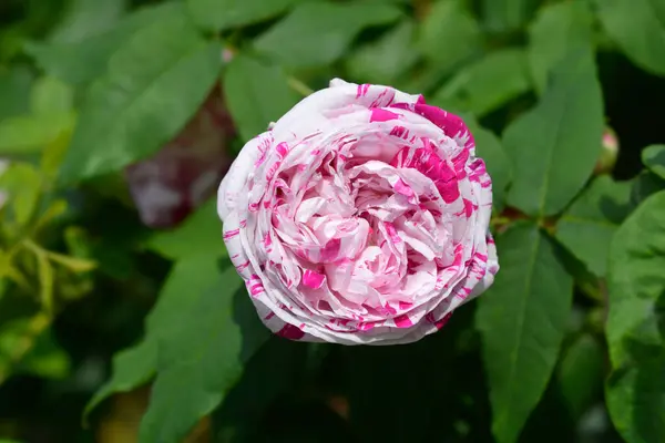 stock image Rose Variegata di Bologna flowers - Latin name - Rosa Variegata di Bologna