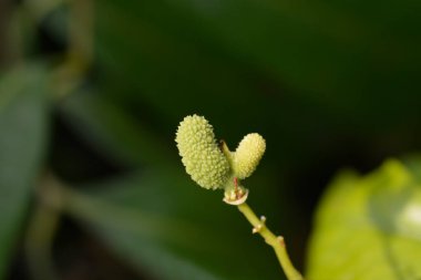 Olgunlaşmamış meyveli liçi dalı - Latince adı - Litchi chinensis