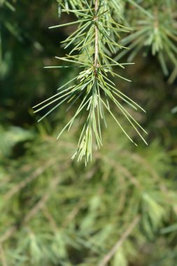 Deodar sedir şubesi - Latince adı - Cedrus deodara