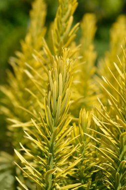  Japon erik porsuğu dalı - Latince adı - Cephalotaxus harringtonia Kore altını